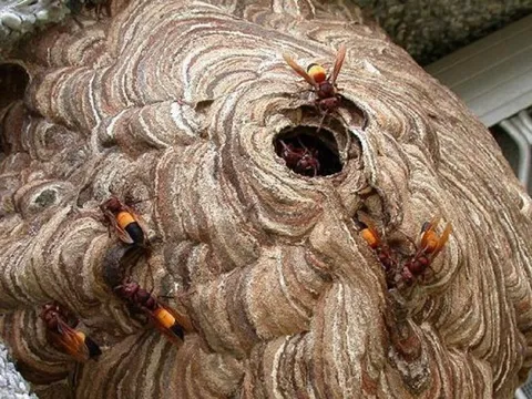 Đang dọn dẹp nhà, người đàn ông 45 tuổi bị con vật quen thuộc đốt nguy kịch