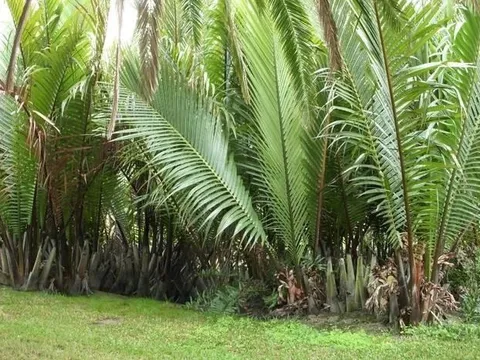 Đang hái lá cọ, người đàn ông 55 tuổi bị hổ dữ vồ tử vong