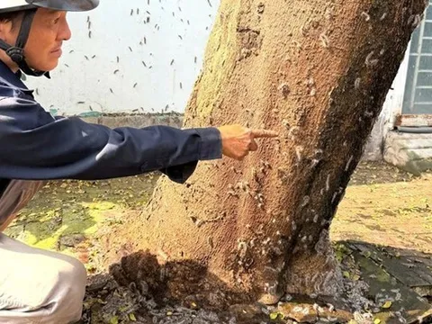 Hãi hùng cảnh tượng hàng nghìn con sâu róm bò vào nhà dân