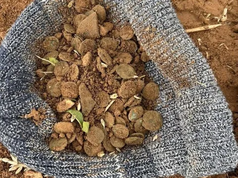 3 người đàn ông đào được "kho báu" quý giá trên cánh đồng