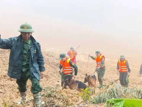 Tăng cường 'cảnh khuyển' tìm kiếm nạn nhân trong vụ sạt lở núi ở Đà Nẵng