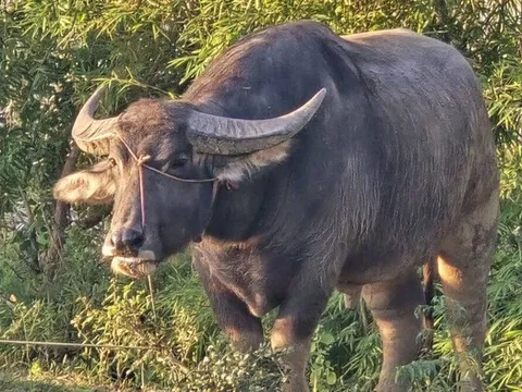 Con trâu nặng 800kg húc bố chồng và con dâu tử vong trên ruộng lúa