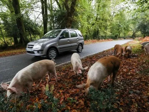 Người dân phẫn nộ khi du khách liên tục quấy rối những chú lợn thả rông