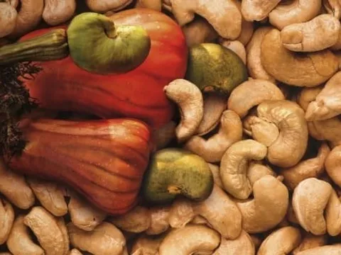 Hạt điều Việt Nam: Từ xuất khẩu thô đến cơ hội sữa hạt tại Mỹ