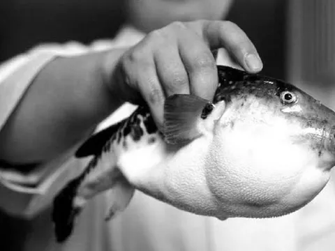 Người đàn ông 53 tuổi nguy kịch sau khi ăn con cá quen thuộc "kịch độc"