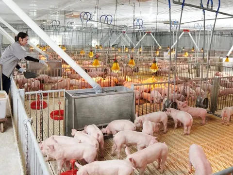 Chào bán 30 triệu cổ phiếu, Nông nghiệp Hòa Phát sắp huy động hơn 1.200 tỷ đồng