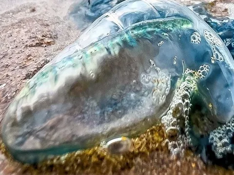 Cậu bé 2 tuổi bị sứa đốt tử vong khi đi chơi trên biển