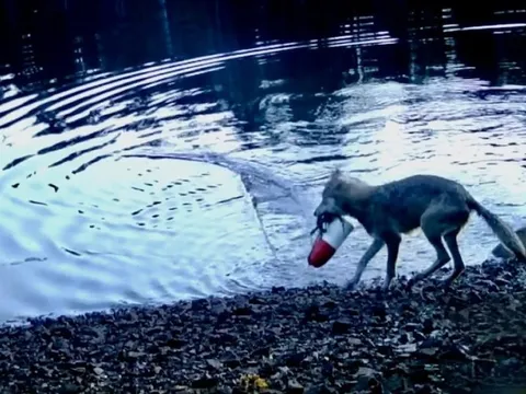 Phát hiện chấn động về hành vi chưa từng ghi nhận ở sói