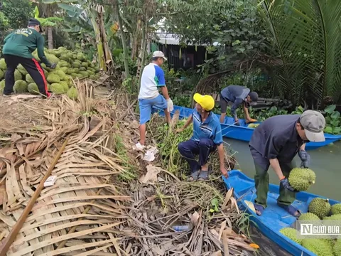Sầu riêng tăng giá, nông dân Đồng Tháp phấn khởi vào vụ nghịch