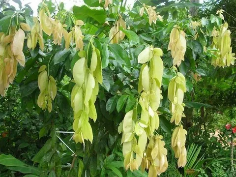 Loại lá dân dã bị quên lãng, nay khiến thực khách săn lùng vì vị ngon "lạ thường"