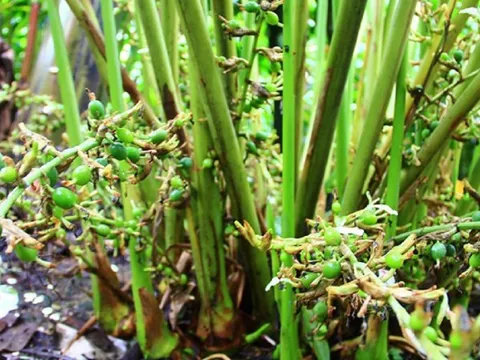 Loại hạt đắt đỏ bậc nhất thế giới, 2 triệu đồng/kg chỉ hơn 10 nước trồng được, ở Việt Nam cũng có