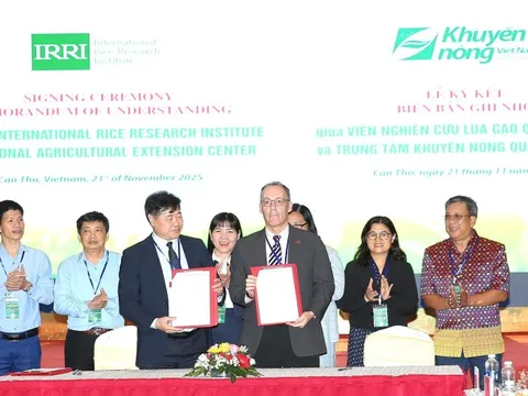 'Cánh đồng xanh, công nghệ sạch': Lúa chất lượng cao mở tương lai mới cho ĐBSCL