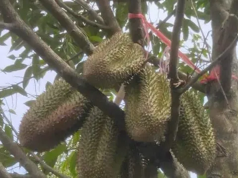 Sản xuất chất lượng đi đôi với minh bạch thị trường sầu riêng