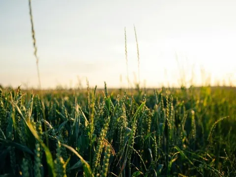 Vương quốc Anh thông qua Luật về Công nghệ Di truyền chọn tạo giống chính xác