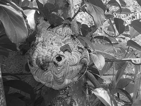 Cụ ông 74 tuổi hét thất thanh, hàng xóm chạy sang thấy cảnh tượng "đáng sợ"