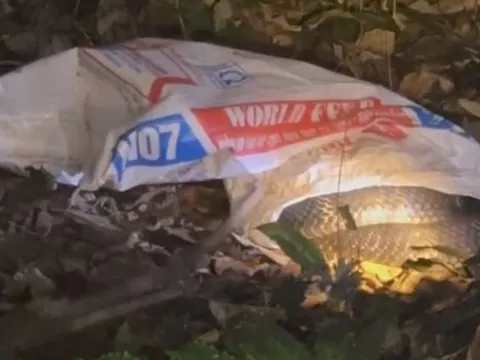 Tá hỏa khi phát hiện rắn hổ mang chúa nặng 7kg trong vườn nhà