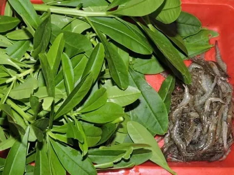 Đừng chỉ ăn củ, lá loài cây này quý như "nhân sâm người nghèo", mọc um tùm như cỏ dại