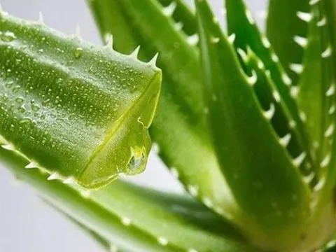 Loại cây là "thần dược" trong làm đẹp, có nhiều công dụng hữu ích