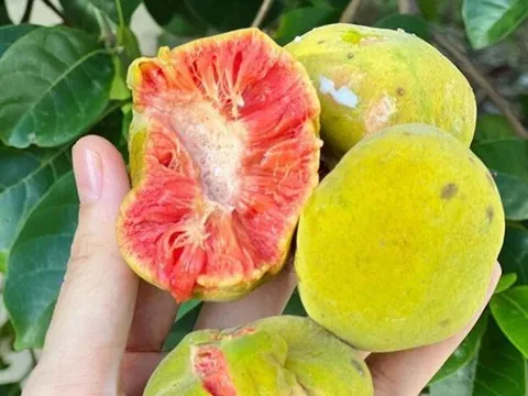 Thứ quà quê có vị chua chua, ruột hồng bắt mắt được nhiều người săn lùng