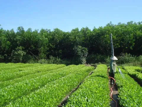 Vượt khó, ngành nông nghiệp hướng tới mục tiêu xuất khẩu 70 tỷ USD