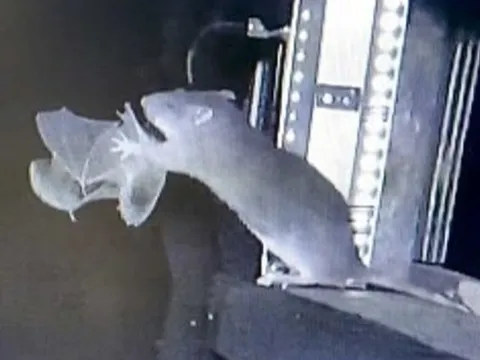 Phát hiện rợn người về hành vi săn mồi mới của chuột