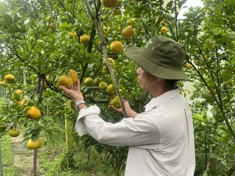 11 tháng, xuất khẩu nông, lâm, thủy sản vượt kỷ lục năm 2024