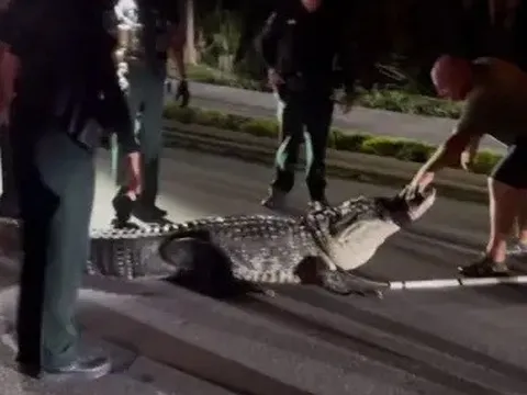 Cá sấu khổng lồ bất ngờ xuất hiện giữa mùa lạnh, cảnh sát nhanh chóng vào cuộc