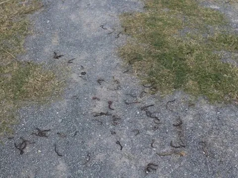 Làm rõ nguyên nhân giun bò lên mặt đất chết hàng loạt ở Quảng Trị