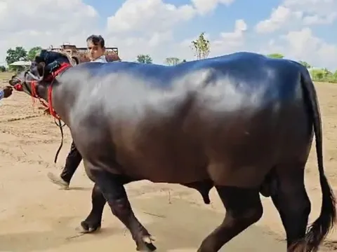 Con trâu được trả 8,7 tỷ đồng, người đàn ông vẫn từ chối bán