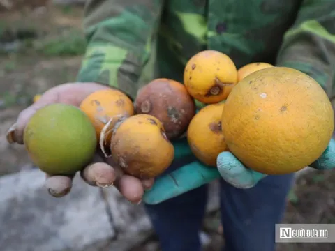 Cam tiến Vua 80.000 đồng/quả rụng đầy gốc, chủ vườn "đứng ngồi không yên"