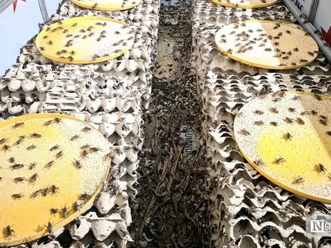 Nuôi loài “tí hon” 30 ngày đã thu hoạch, chàng rể Nghệ An kiếm trăm triệu mỗi năm