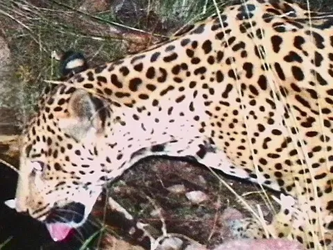 Phát hiện cá thể báo đốm chưa từng thấy xuất hiện liên tục