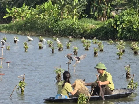 Mang lại sự bình yên cho những cánh chim trời mùa di trú