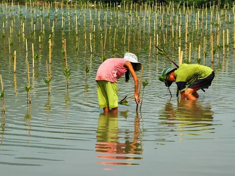 Hiệu quả từ các dự án bảo vệ và phát triển rừng ven biển