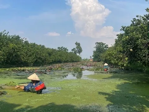 Hà Nội đồng hành cùng nông dân: Chuyển đổi sản xuất bền vững, nâng tầm nông sản Thủ đô