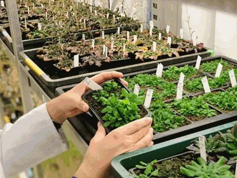 Khung pháp lý mới cho cây trồng chỉnh sửa gen tại châu Âu