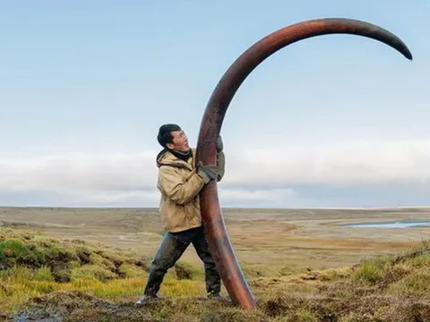 Nghề lạ: Kiếm tiền tỷ trong 2 tháng nhưng ít ai dám làm