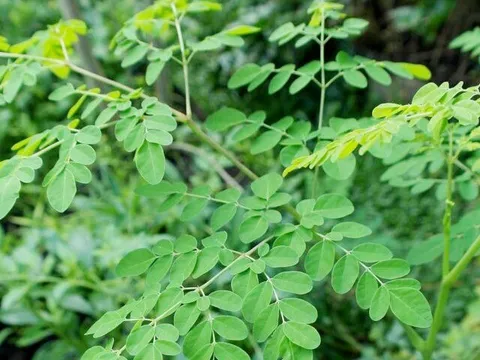 "Đặc sản xanh" từ cây dại mọc bờ bụi, được săn lùng bởi hương vị và giá trị dinh dưỡng cao