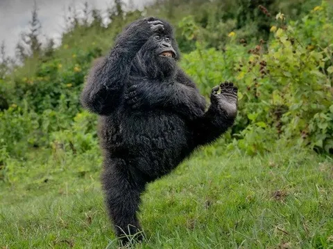 Bức ảnh khỉ đột nô đùa trong rừng gây chú ý