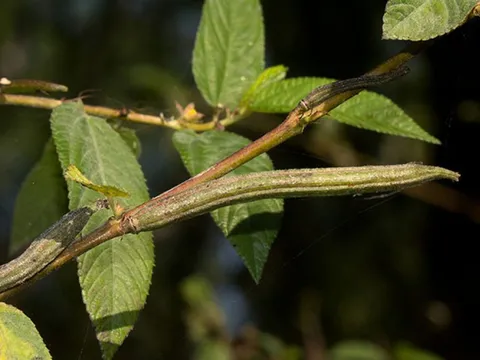 Hai loại rau sạch hiếm khi “ngậm” hóa chất, loại đầu tiên nhà nào cũng có
