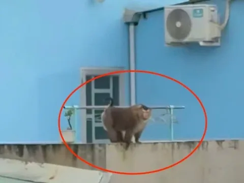 Khỉ hoang lao vào quán ăn tấn công khách ở Đồng Nai: Chủ quán có thể phải bồi thường