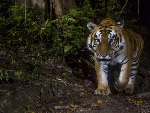 Đang đi làm, người đàn ông 44 tuổi bị hổ dữ vồ tử vong