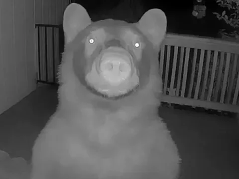 Nửa đêm thức giấc, người đàn ông bỗng phát hiện thứ "đáng sợ" ngoài cửa