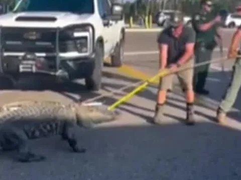 Cá sấu khổng lồ đi lạc khiến nhiều người hoảng hốt