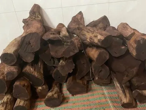 Dân ồ ạt lên rừng săn lùng gỗ tạp bán 3 triệu đồng/kg: Siết chặt quản lý rừng