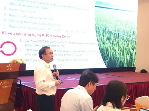 Cuộc 'cách mạng' lần thứ 3 của lúa gạo Việt Nam: Hạt gạo xanh cho tương lai