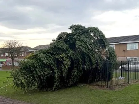 Cây thông Noel bị chặt vô cớ khiến dân làng phẫn nộ