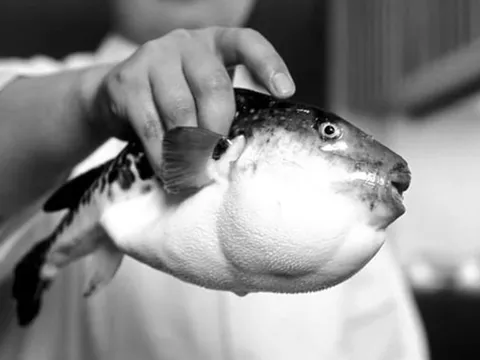 Người đàn ông 32 tuổi nguy kịch vì ăn miếng cá "vạn người mê"