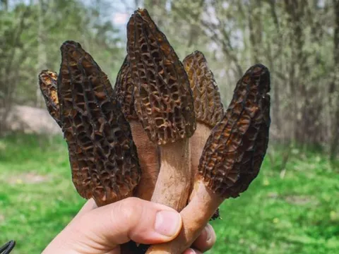 Loại nấm mọc hoang ở Việt Nam, ra nước ngoài bán tới 13 triệu đồng/kg