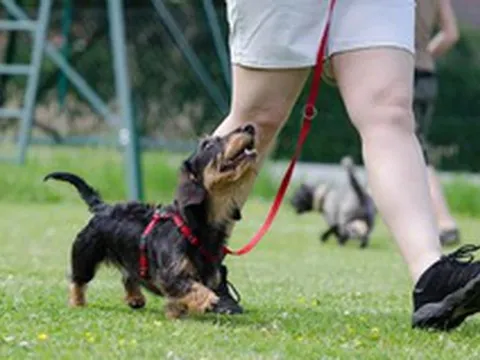 Nghề lạ "đi làm như đi chơi" tháng kiếm trăm triệu đồng, nghe thôi đã muốn đi làm